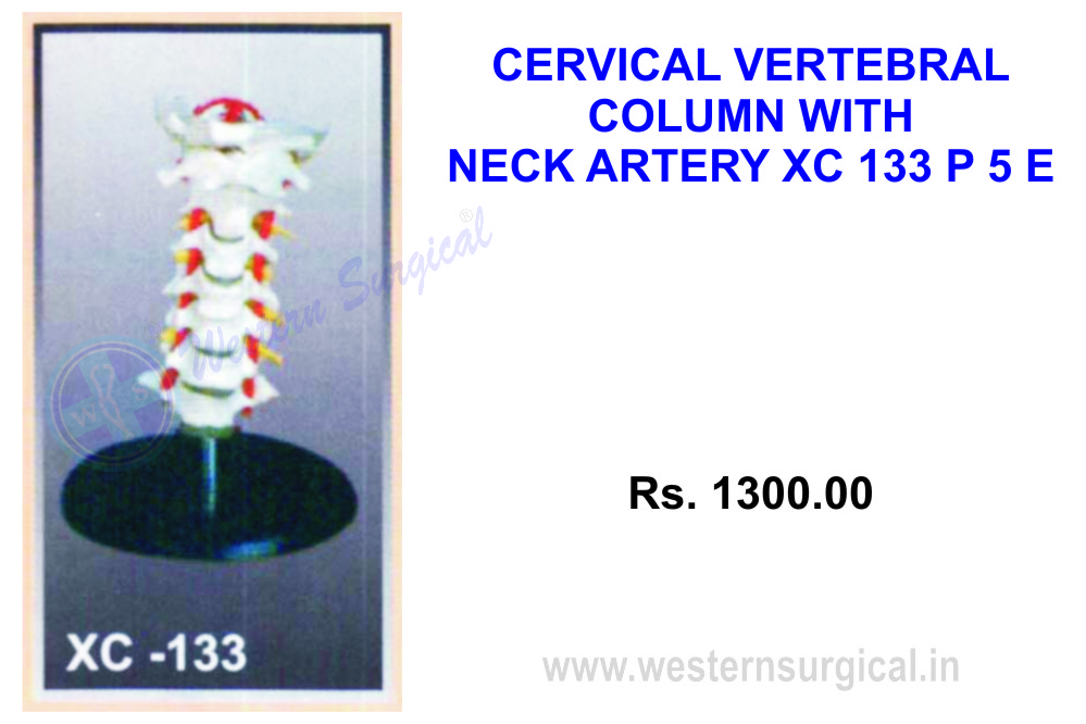 Cervical vertebral column with neck artery, occipital, herniated disc and nerves.