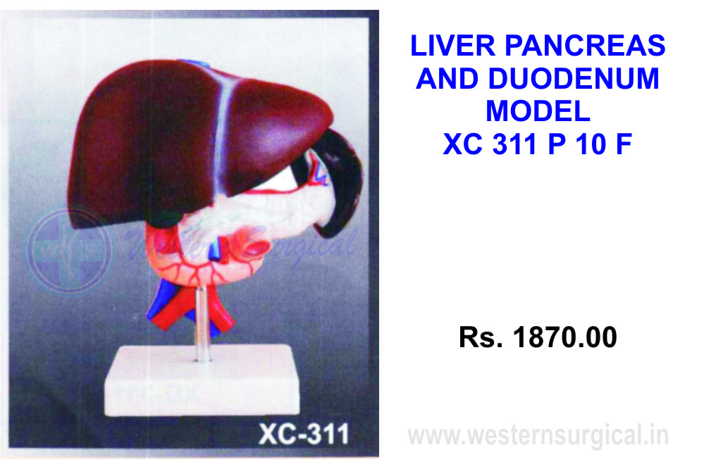Liver, Pancreas and Duodenum model