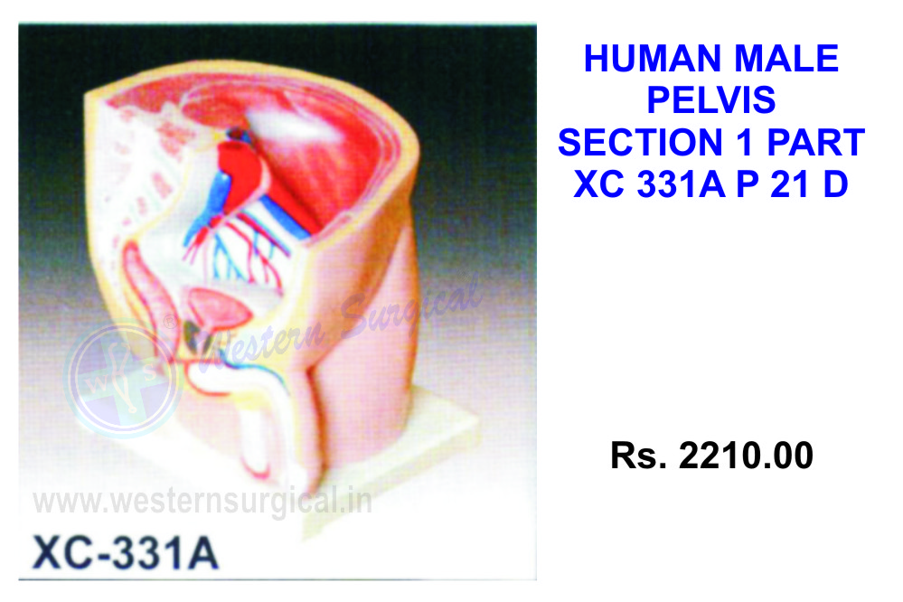 Human male pelvis section